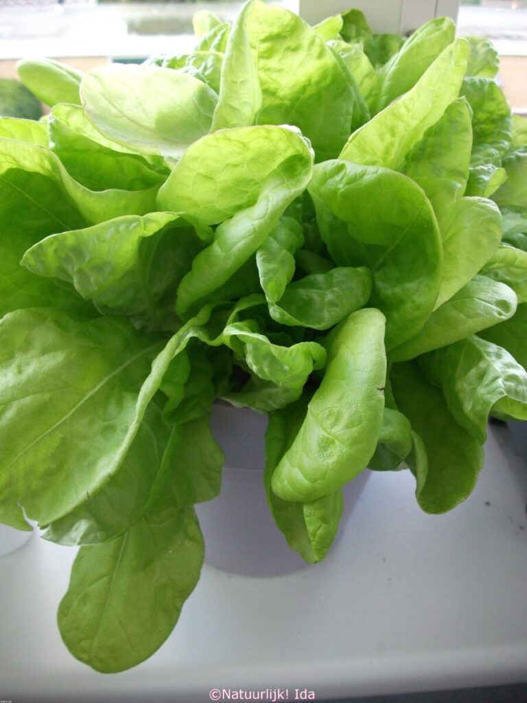 Sla in moestuinbak zaaien