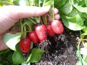 Radijsjes uit de moestuin