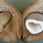 De vele toepassingen van kokosolie