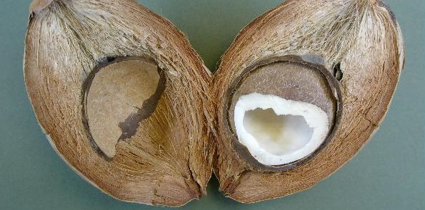 toepassingen van kokosolie