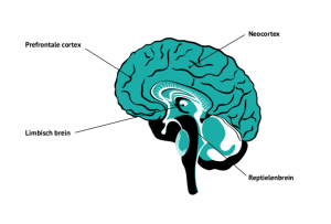 brain balance charlotte labee